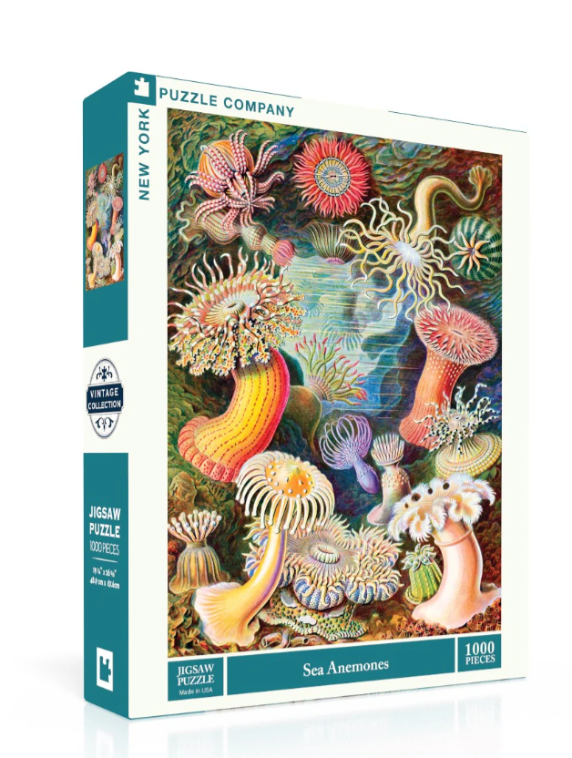 Sea Anemones