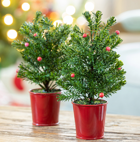 Mini Spruce Tree in Red Bucket