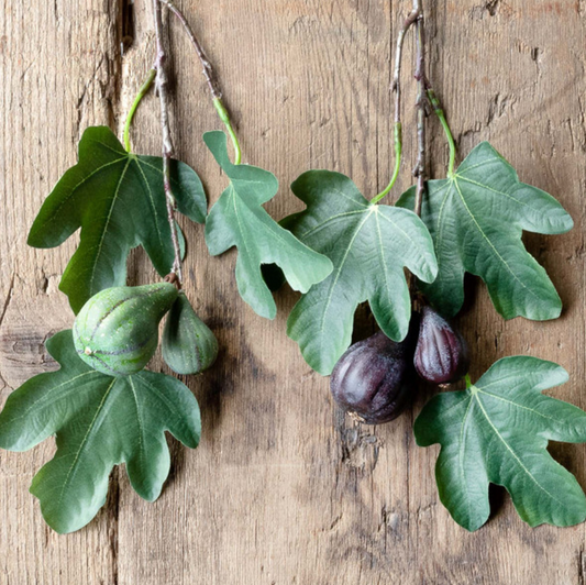 Fig Cuttings, 2 Assorted Colors